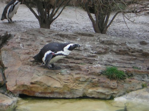 2008_03_01 Berlin Zoo