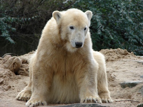 2008/03/21 Berlin Zoo