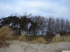 >>> Renke Fotoarchiv - Insel Föhr Januar 2009